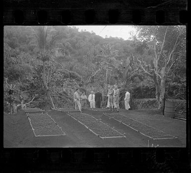 Unidentified people viewing beds of orange seedling, Rarotonga, Cook Islands