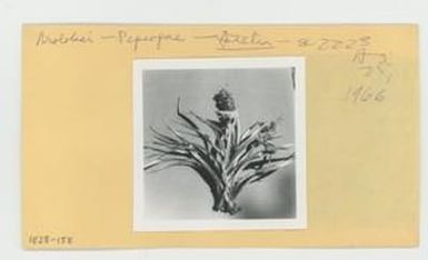 [Astelia in Hawaii, envelope IE28-158]