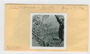[Marattia in Hawaii, envelope IE27-214]
