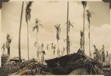 The ruined coconuts at Endemba village below Higataru, 1951 / Albert Speer