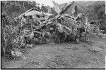 Fainjur: garden with banana trees and taro plants, house