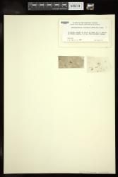 Spermothamnion orientale
