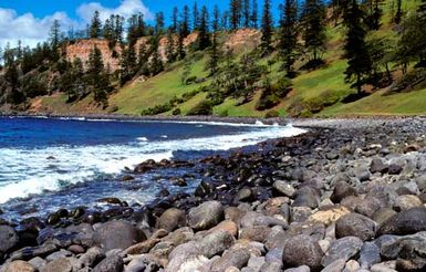 Norfolk Island pines