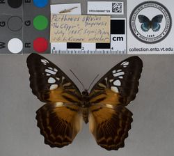 Parthenos sylvia (Cramer, 1776)