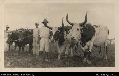 Nausori Agricultural Show