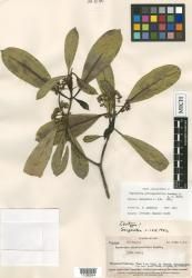Psychotria pittosporifolia