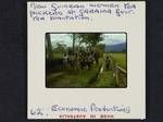 New Guinea women tea pickers at Garaina Government Tea Plantation