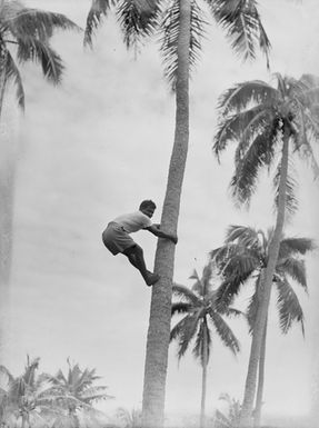 [Man climbing coconut tree]