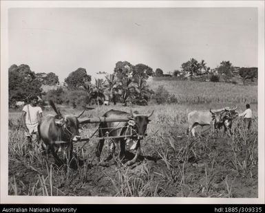 Cultivating cane with oxen, farm near Nandi