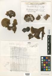 Lobophora papenfussii