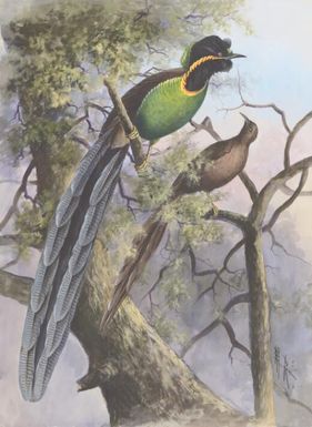Rothschild's Bird-of-Paradise, or Rothschild's Astrapia (Astrapia rothschildi), Papua New Guinea, 1917 / Ellis Rowan