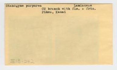 [Stenogyne purpurea in Hawaii, envelope IE13-242]