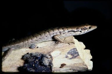 Epibator nigrofasciolatus