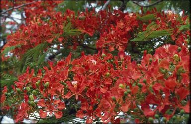 Red flowers on green bush