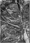 Pig festival, uprooting cordyline ritual, Tsembaga: woman moves hot stones for cooking pandanus and marsupials