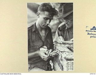 TSIMBA AREA, BOUGAINVILLE ISLAND. 1945-02-13. NX170876 SIGNALLER W. DOHERTY, 7TH PIGEON SECTION ATTACHED TO B CORPS, CORPS OF SIGNALS (1) ATTACHING A STORY BY MR F. ALDRIDGE, WAR CORRESPONDENT, ..