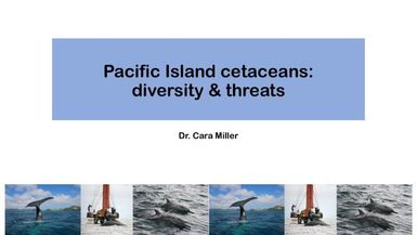 Pacific island cetaceans : diversity and threats