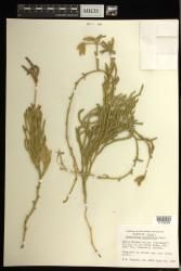 Lycopodium venustulum var. verticale