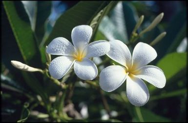 Frangipani and leaves