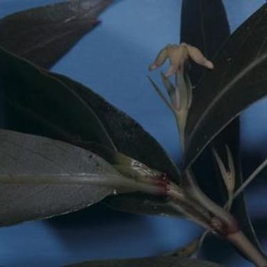 [Hedyotis close-up from Konahuanui Peak, United States]