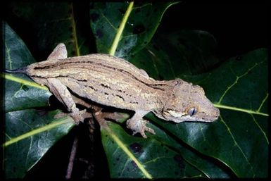 Rhacodactylus auriculatus