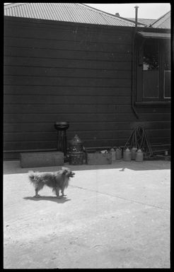 Nellie, the Hare family dog