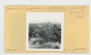 [Nototrichum in Hawaii, envelope IE26-159]