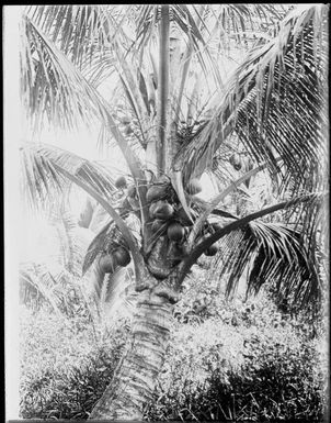 Coconuts in a palm tree, Fiji, ca. 1920 / E.W. Searle