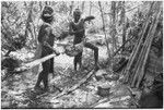 Pig festival, pig sacrifice, Tsembaga: men cary bundle of food on pole to be smoked over fire, leave-lined oven at right