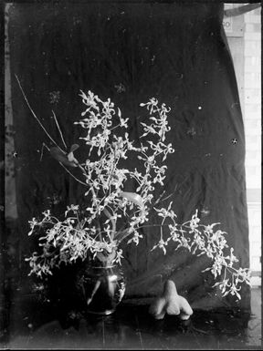 Orchid in bowl, Rabaul, New Guinea, ca. 1929 / Sarah Chinnery