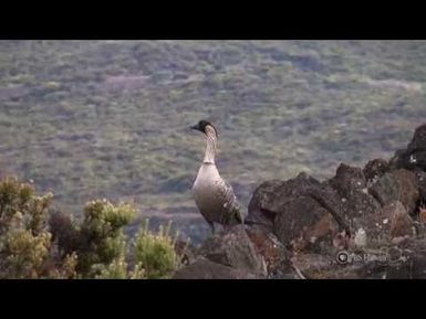 PBS Hawaii - HIKI NŌ Episode 211 | Kamehameha Schools Maui | A Nene's Worth