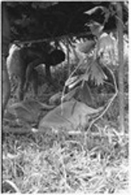 Tending to pigs staked out in lean-to