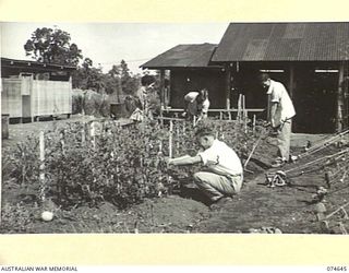 LAE. NEW GUINEA. 1944-07-14. CONVALESCENT PATIENTS OF THE 2/7TH AUSTRALIAN GENERAL HOSPITAL ASSISTING WFX39558 SISTER C.E. FRICKER (1) IN ONE OF THE HOSPITAL GARDENS. IDENTIFIED PERSONNEL ARE:- ..