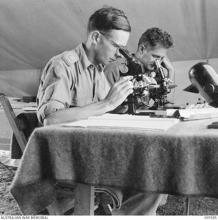 CAPE WOM, WEWAK AREA, NEW GUINEA. 1945-08-28. MAJOR J.I. TONGE (1) AND PRIVATE K. WATKINS (2) AT WORK IN THE MALARIAL CONTROL SECTION, 104 CASUALTY CLEARING STATION