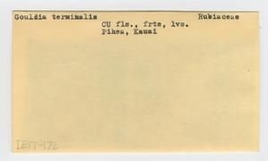 [Gouldia terminalis in Hawaii, envelope IE17-172]