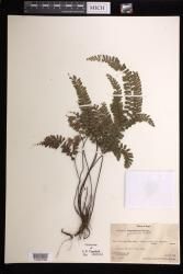 Adiantum glabrum