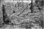 Gardening: slash-and-burn technique being used to prepare garden, pig-excluding fence visible at top