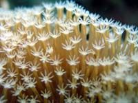 Patterns in Undersea Nature 22