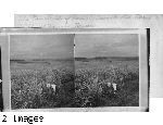 The "Cane Fields of Hawaii" Resembles the Corn Fields of Kansas, Hawaii