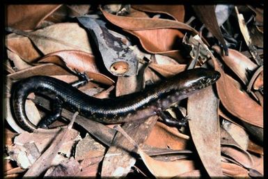 Skink sp.