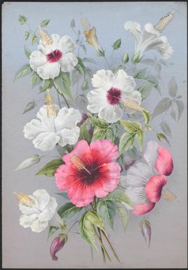 Hibiscus rosa-sinensis L., Papua New Guinea, 1892? Ellis Rowan