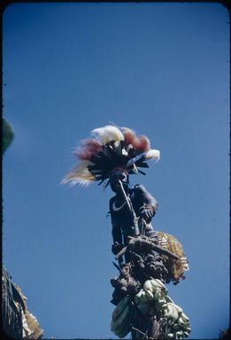 Man with peanuts : Wahgi Valley, Papua New Guinea, 1954-1955 / Terence and Margaret Spencer