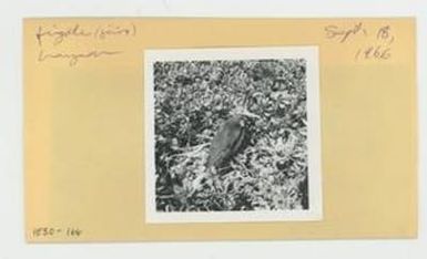 [Juvenile frigate in Hawaii, envelope IE30-166]
