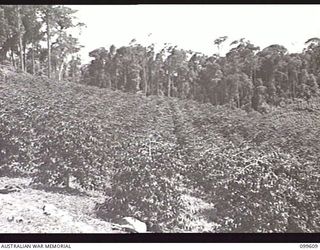 AIYURA, NEW GUINEA, 1946-01-09. A SECTION OF THE NINE YEAR OLD COFFEE PLANTATION AT THE AUSTRALIAN NEW GUINEA ADMINISTRATIVE UNIT EXPERIMENTAL STATION