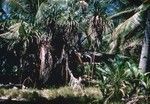 Workshop, Bikini, Marshall Islands