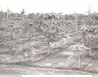 LAE, NEW GUINEA, 1945-12-24. SEVEN MONTHS OLD PAW-PAW TREES UNDER CULTIVATION AT 4 INDEPENDENT FARM COMPANY. NOTE THE IMPROVISED IRRIGATION SYSTEM