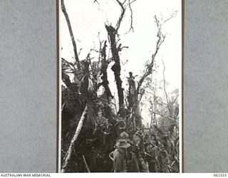 SHAGGY RIDGE, NEW GUINEA. 1943-12-27. TROOPS OF THE 2/16TH AUSTRALIAN INFANTRY BATTALION, 21ST AUSTRALIAN INFANTRY BRIGADE DIGGING IN AND CONSOLIDATING THEIR NEW POSITIONS ON THE "PIMPLE" AFTER ..