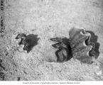 Three clams picked up at Namu Island, 1947