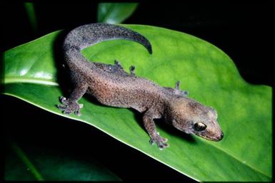 Bavayia pulchella