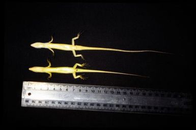 Epibator nigrofasciolatus